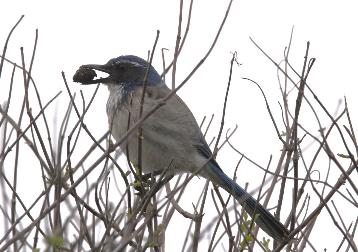 California Scrub-Jay - Mark Hays