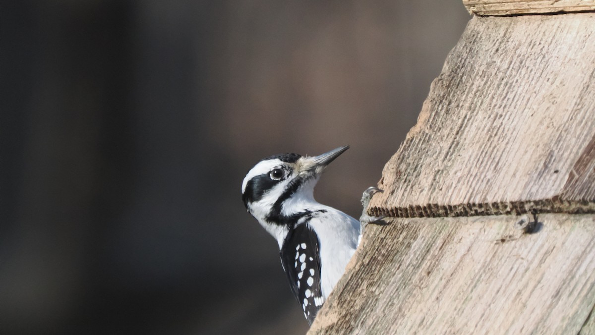 Hairy Woodpecker - ML615222159