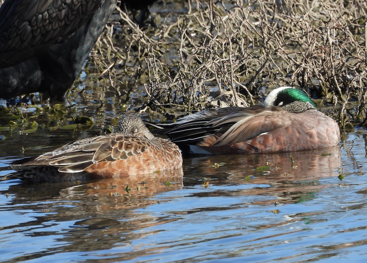 American Wigeon - ML615222166