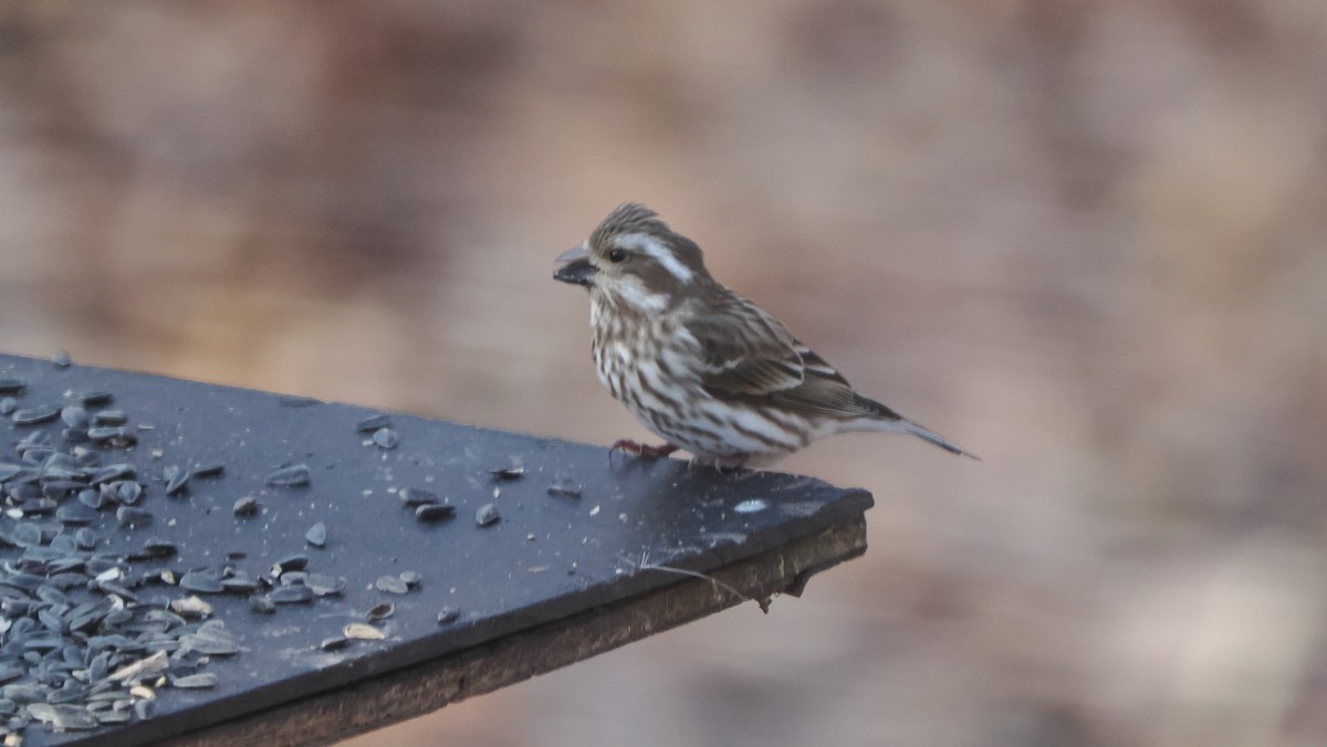 Purple Finch - ML615222173