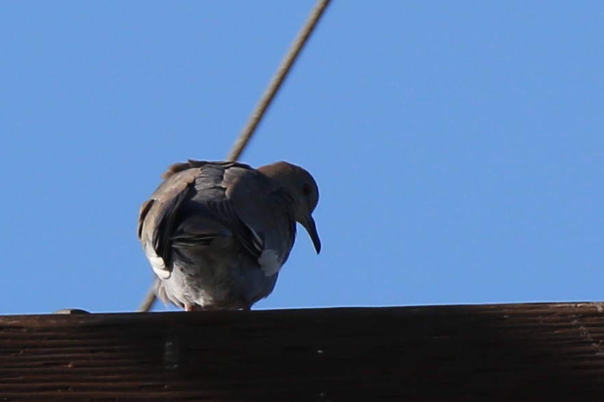 White-winged Dove - ML615222200