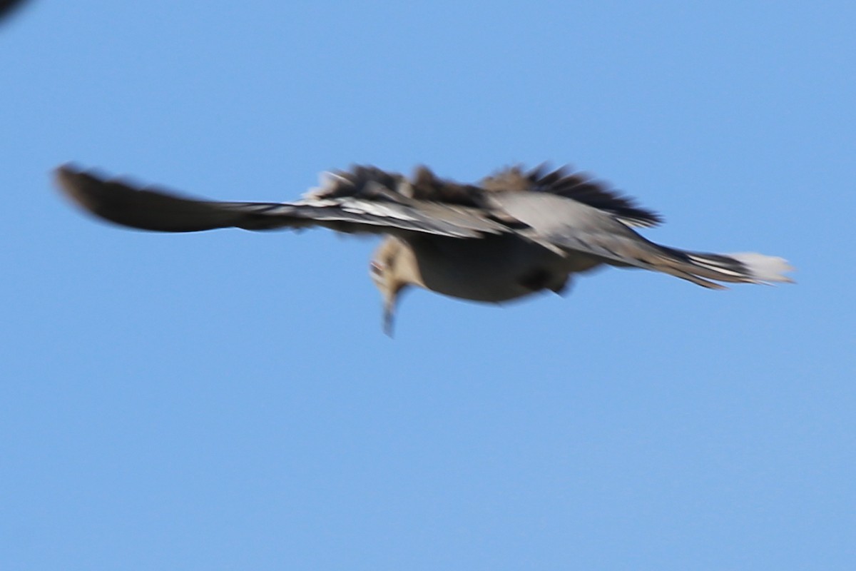 White-winged Dove - ML615222203