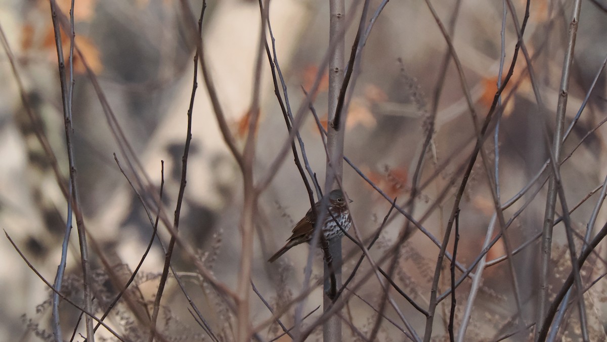 Fox Sparrow - ML615222213