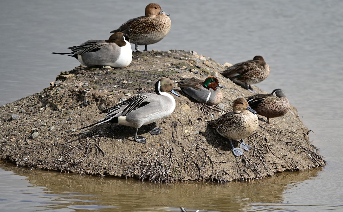 Green-winged Teal - ML615222217