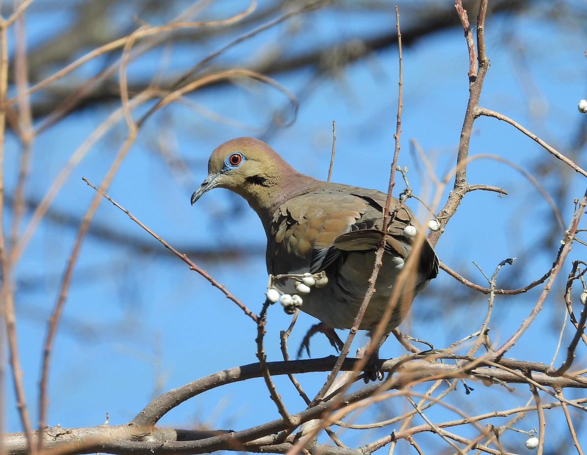 White-winged Dove - ML615222245