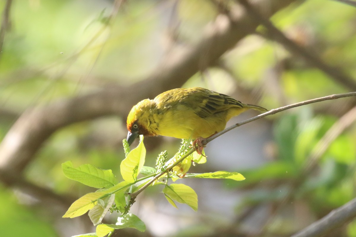 Northern Brown-throated Weaver - Fikret Ataşalan