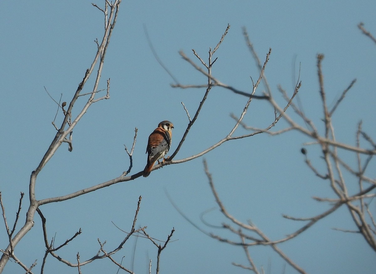 American Kestrel - ML615222285
