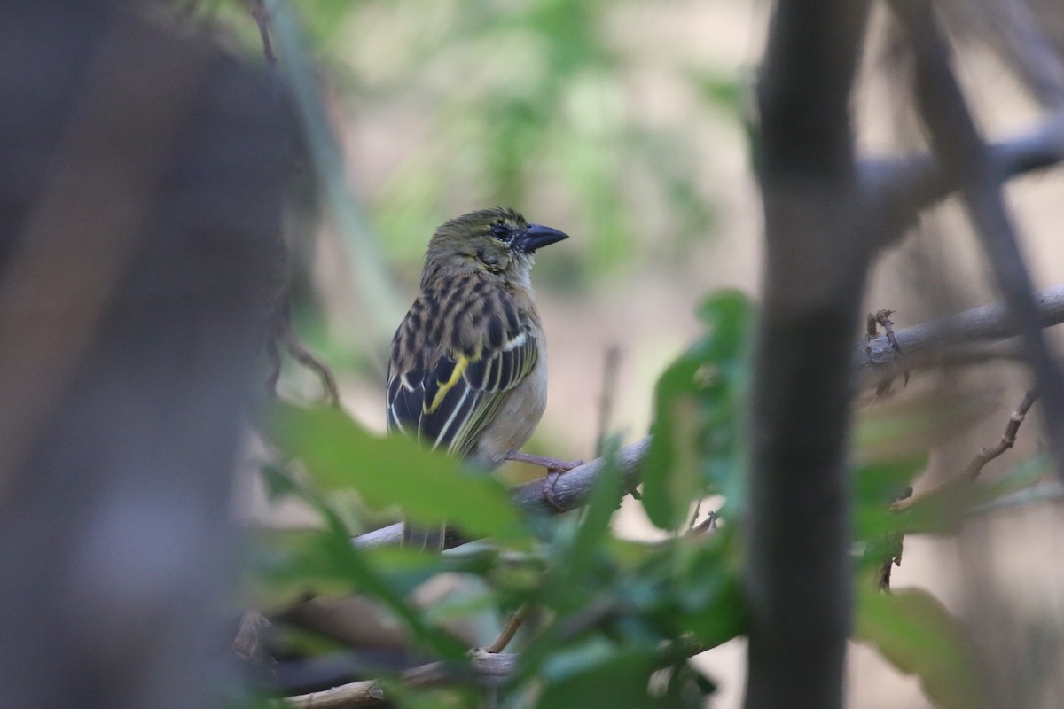 Northern Brown-throated Weaver - Fikret Ataşalan