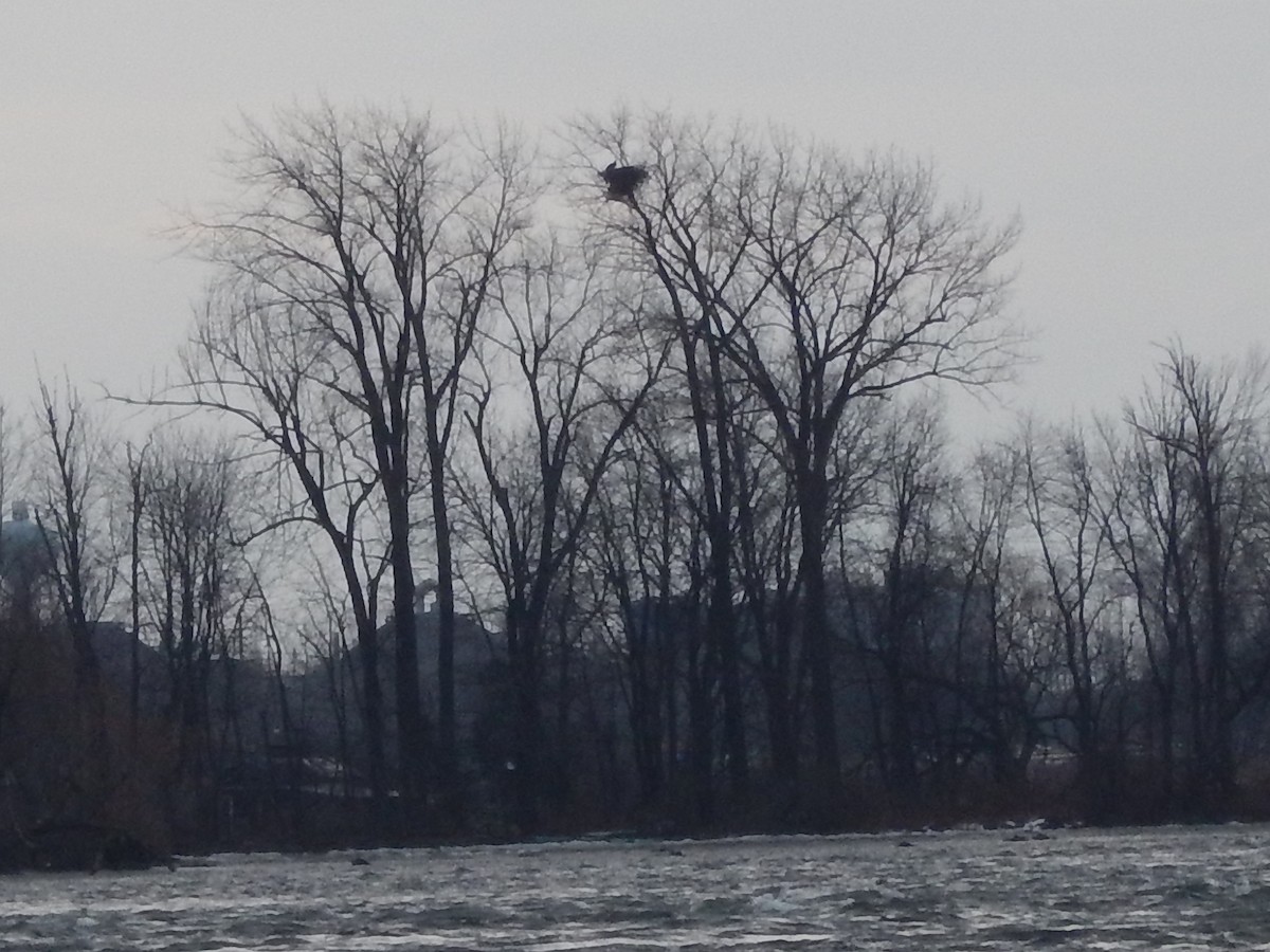 Bald Eagle - ML615222296