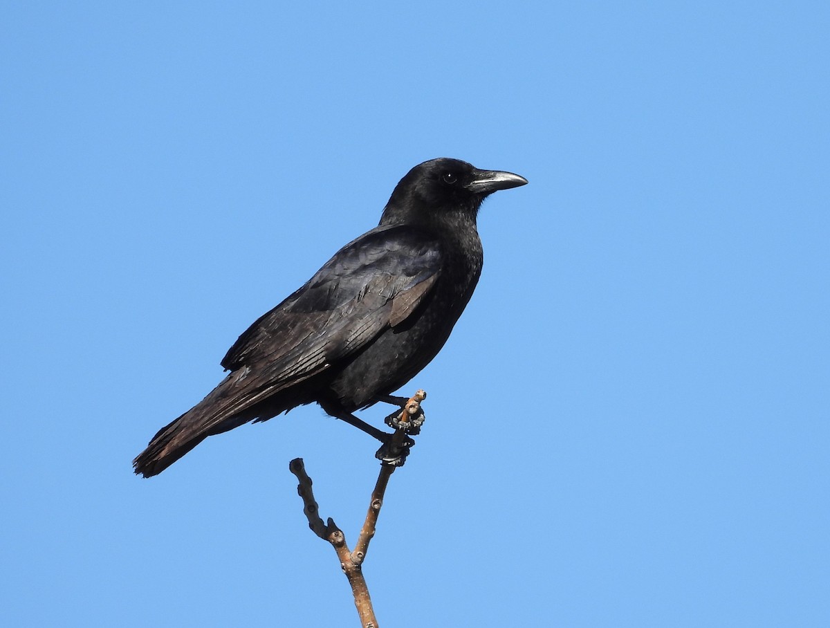American Crow - ML615222311