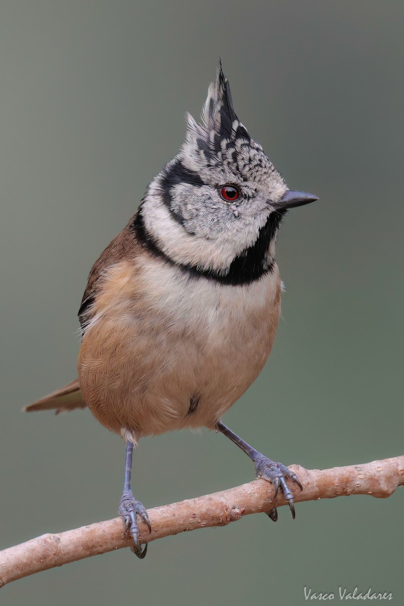 Crested Tit - Vasco Valadares