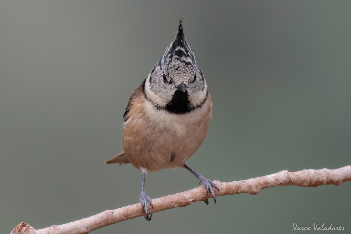 Crested Tit - ML615222360