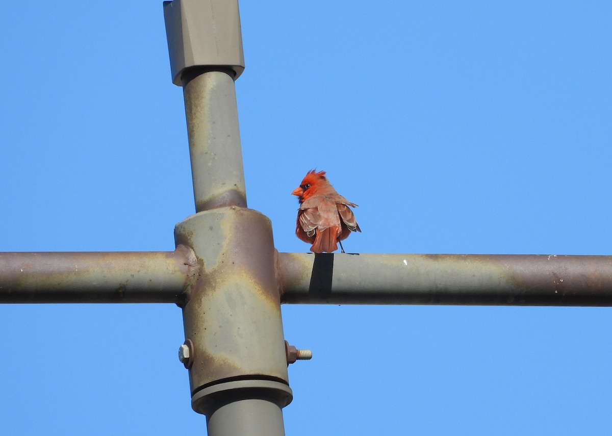 Northern Cardinal - ML615222366
