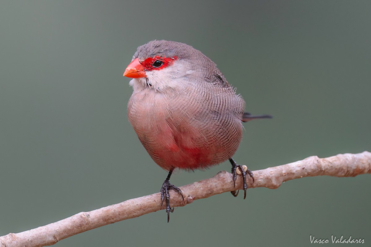 Common Waxbill - ML615222368