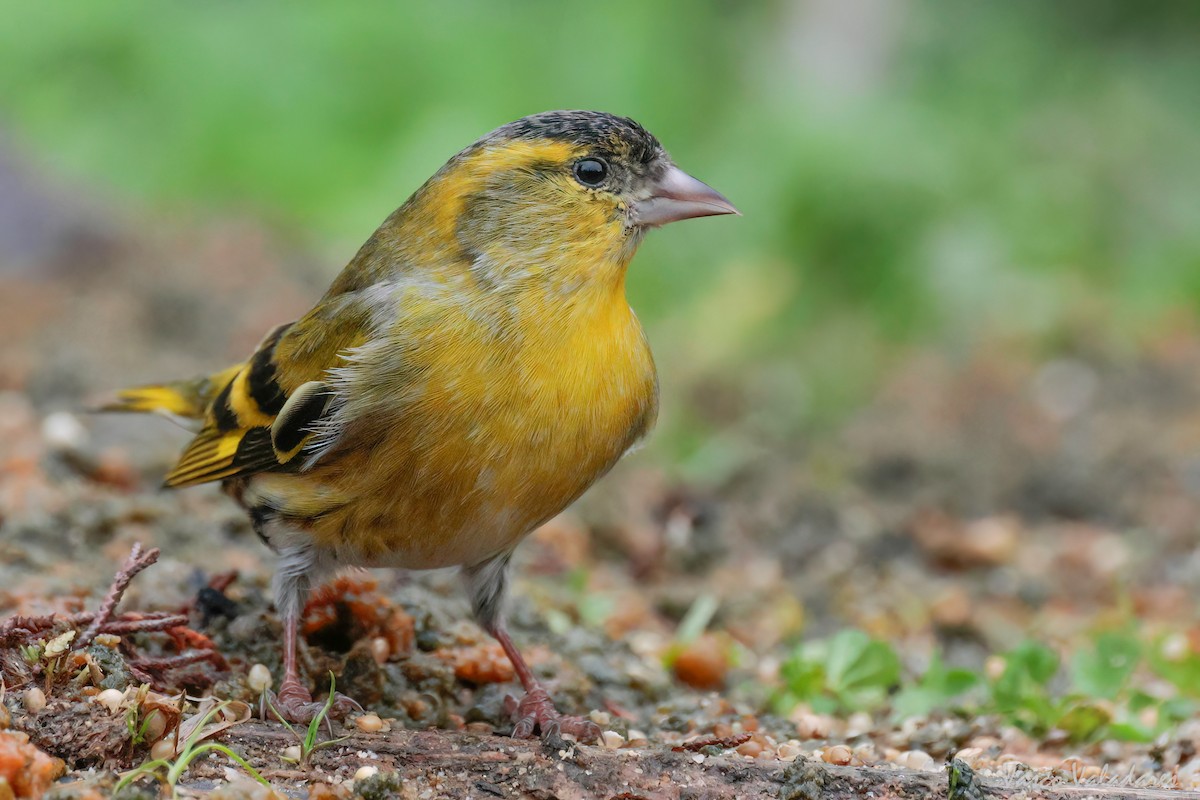 Eurasian Siskin - Vasco Valadares