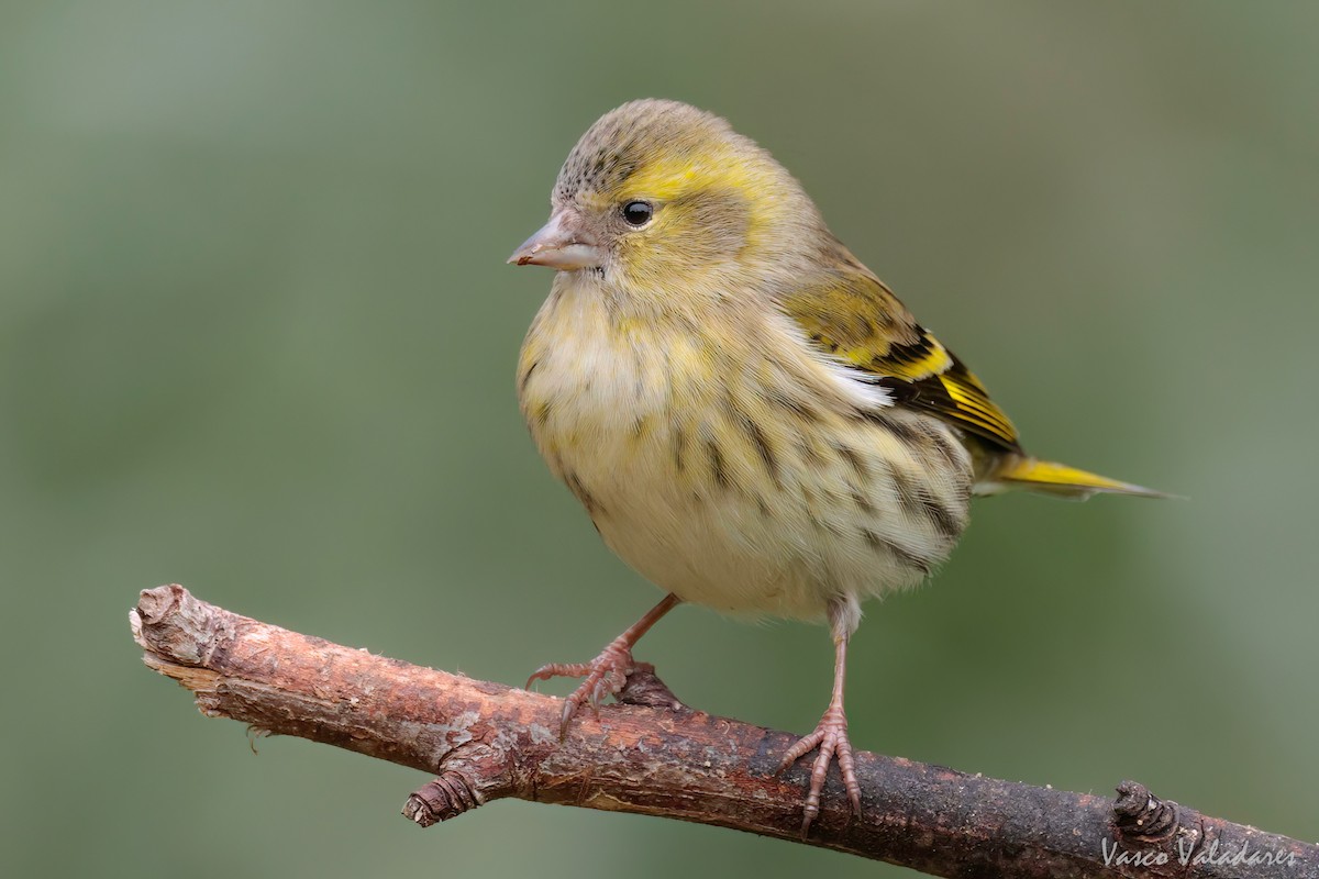 Eurasian Siskin - ML615222386