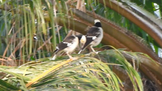 Black-collared Starling - ML615222548