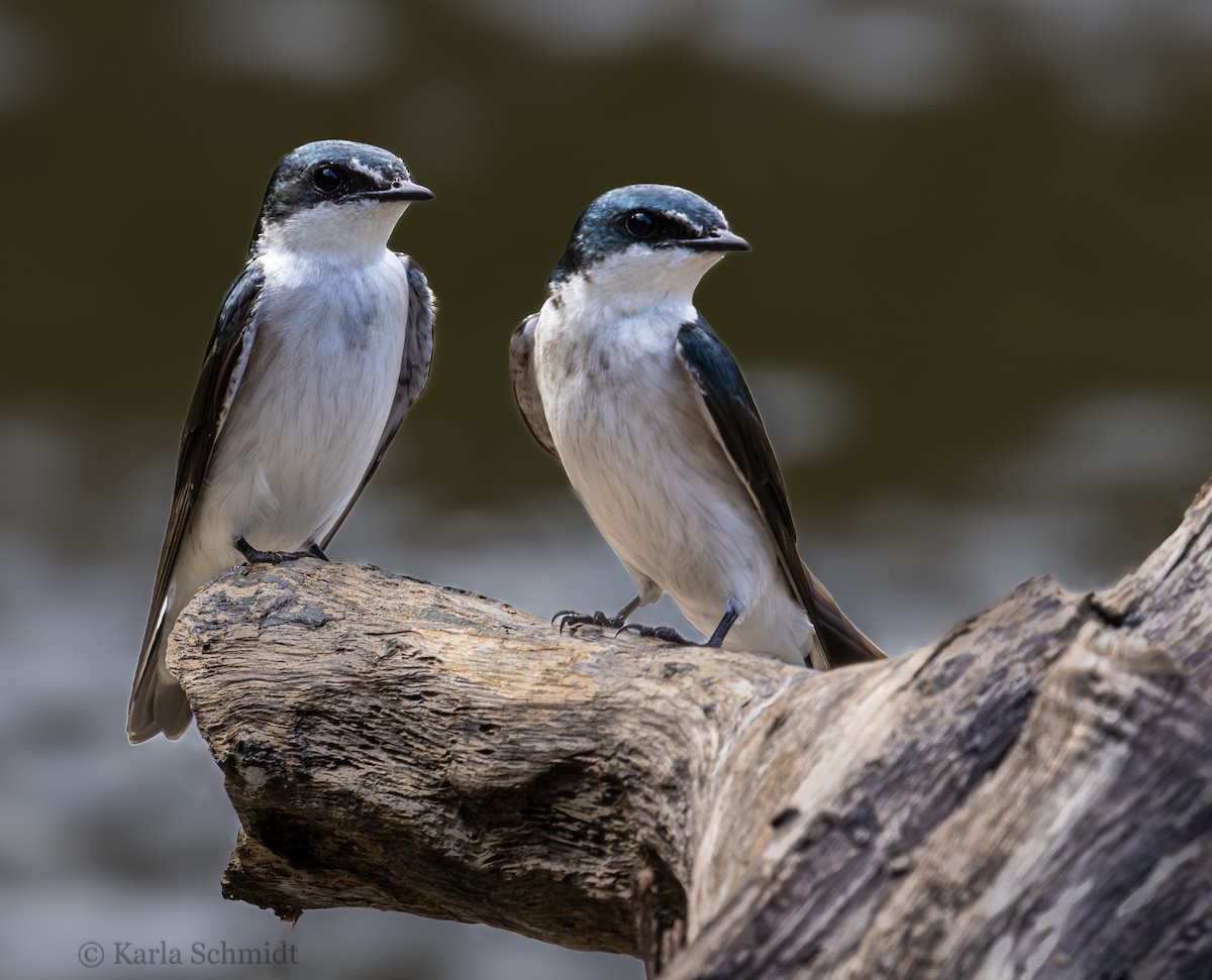 Mangrove Swallow - Karla Schmidt