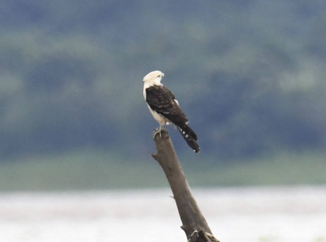 Caracara à tête jaune - ML615222576