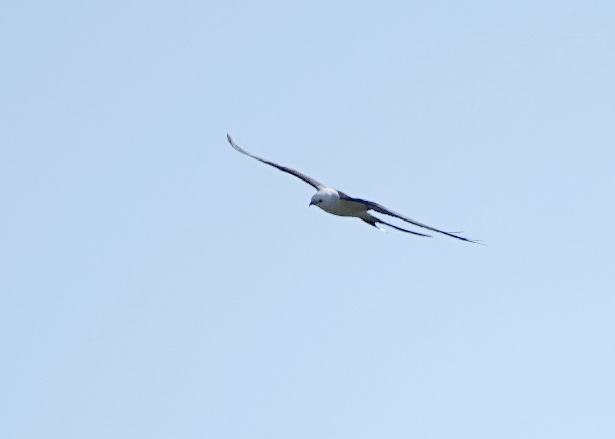 Swallow-tailed Kite - ML615222588