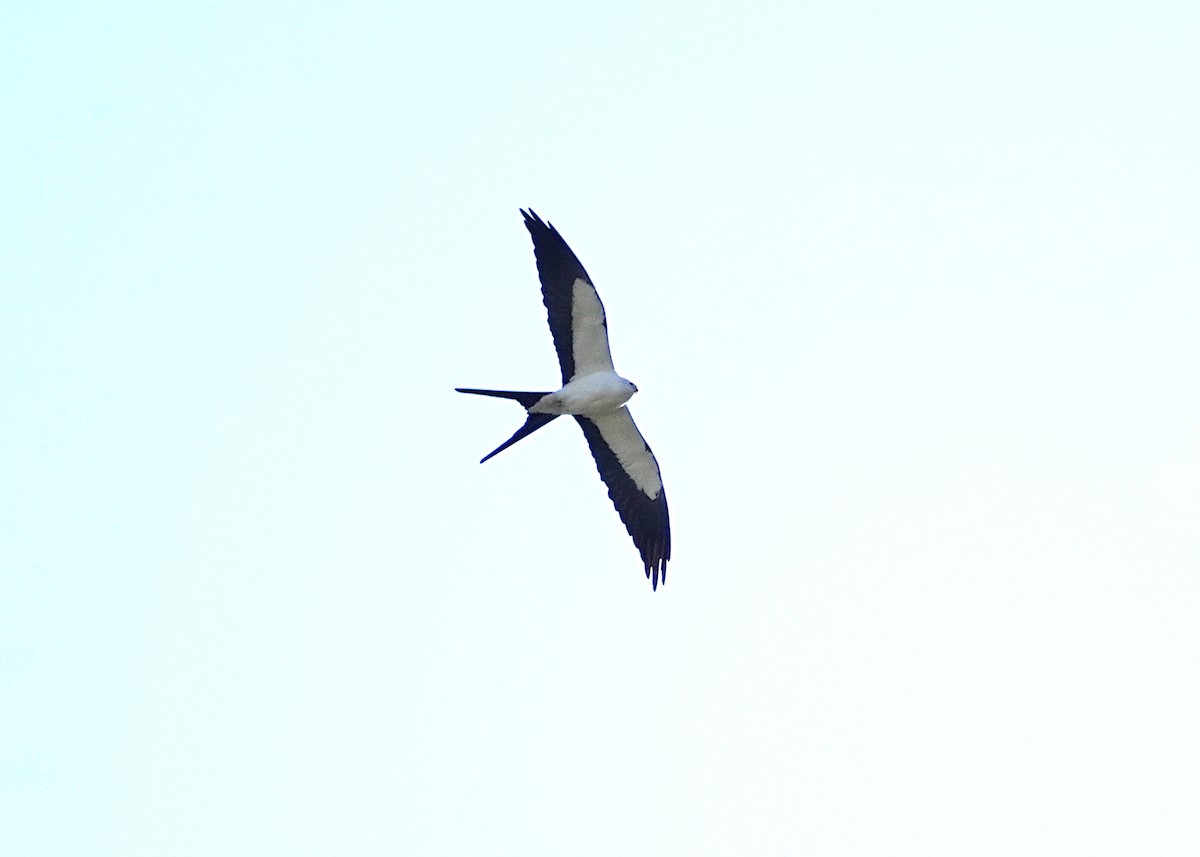 Swallow-tailed Kite - ML615222591