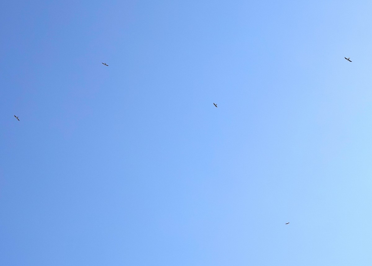 Swallow-tailed Kite - ML615222601