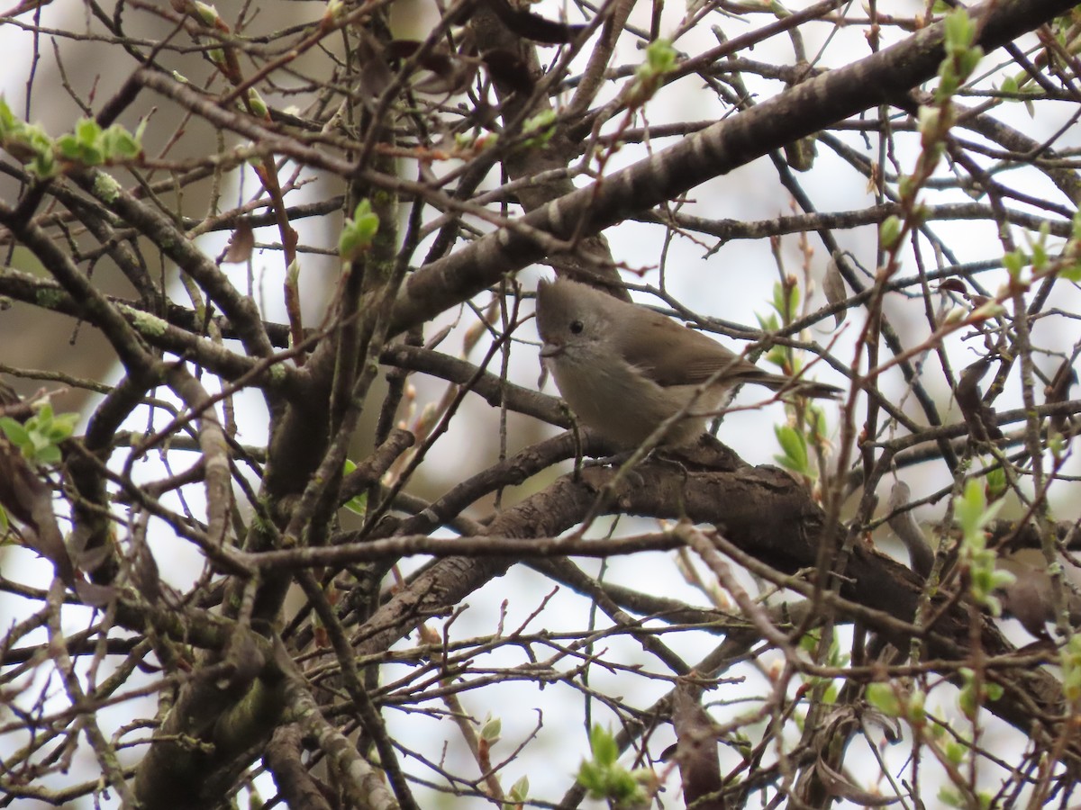 Oak Titmouse - ML615222607