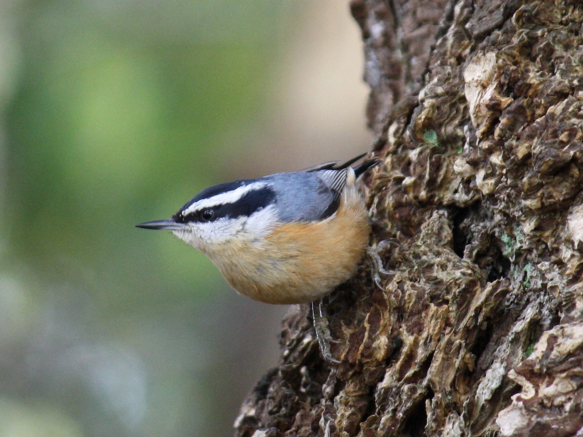 Red-breasted Nuthatch - ML615222668