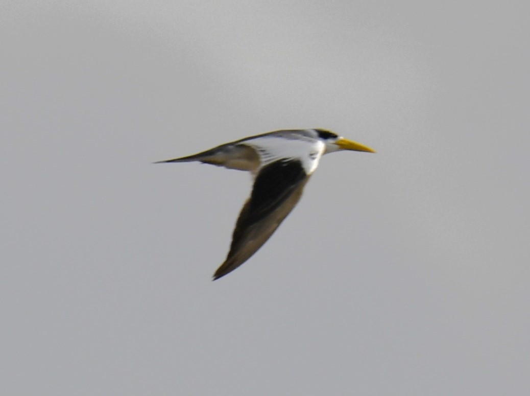 Large-billed Tern - ML615222702