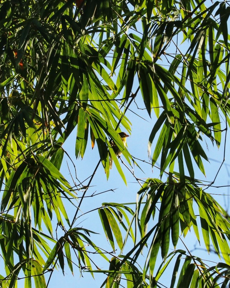 Краснобровый попугаевый виреон - ML615222714