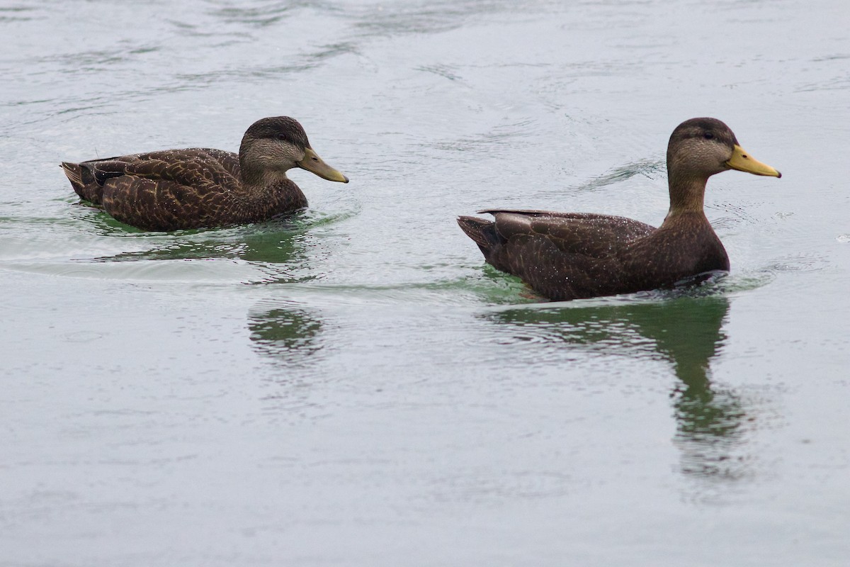 American Black Duck - ML615222716