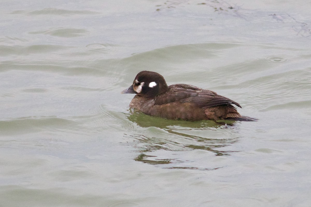 Harlequin Duck - ML615222722