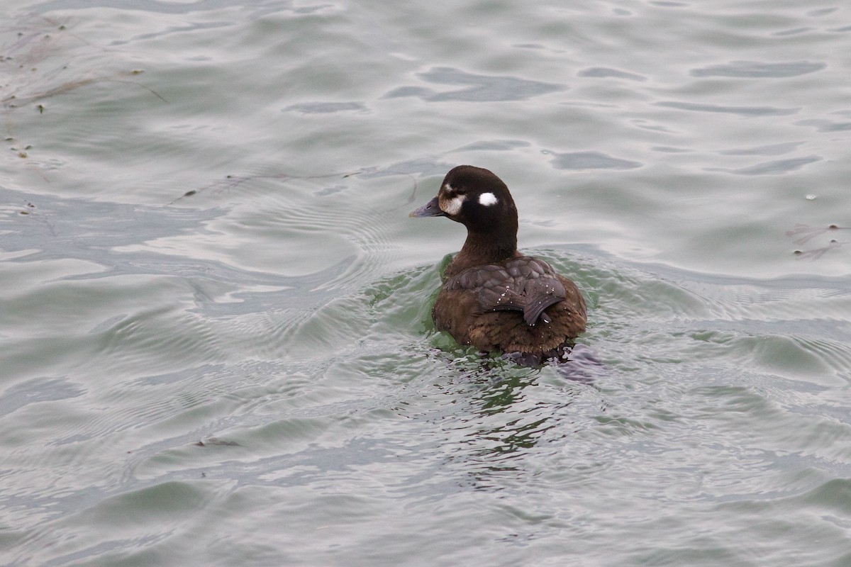 Harlequin Duck - ML615222723