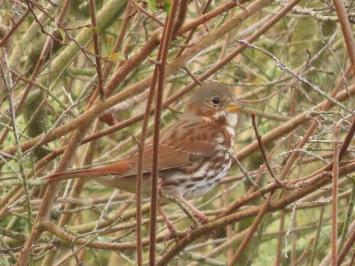 Fox Sparrow (Red) - ML615222742