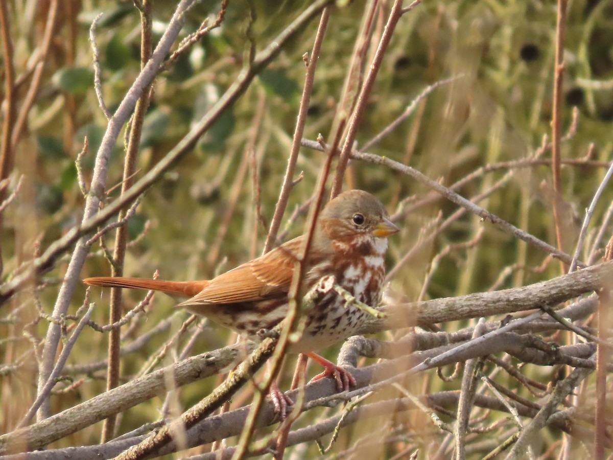 Fox Sparrow (Red) - ML615222750