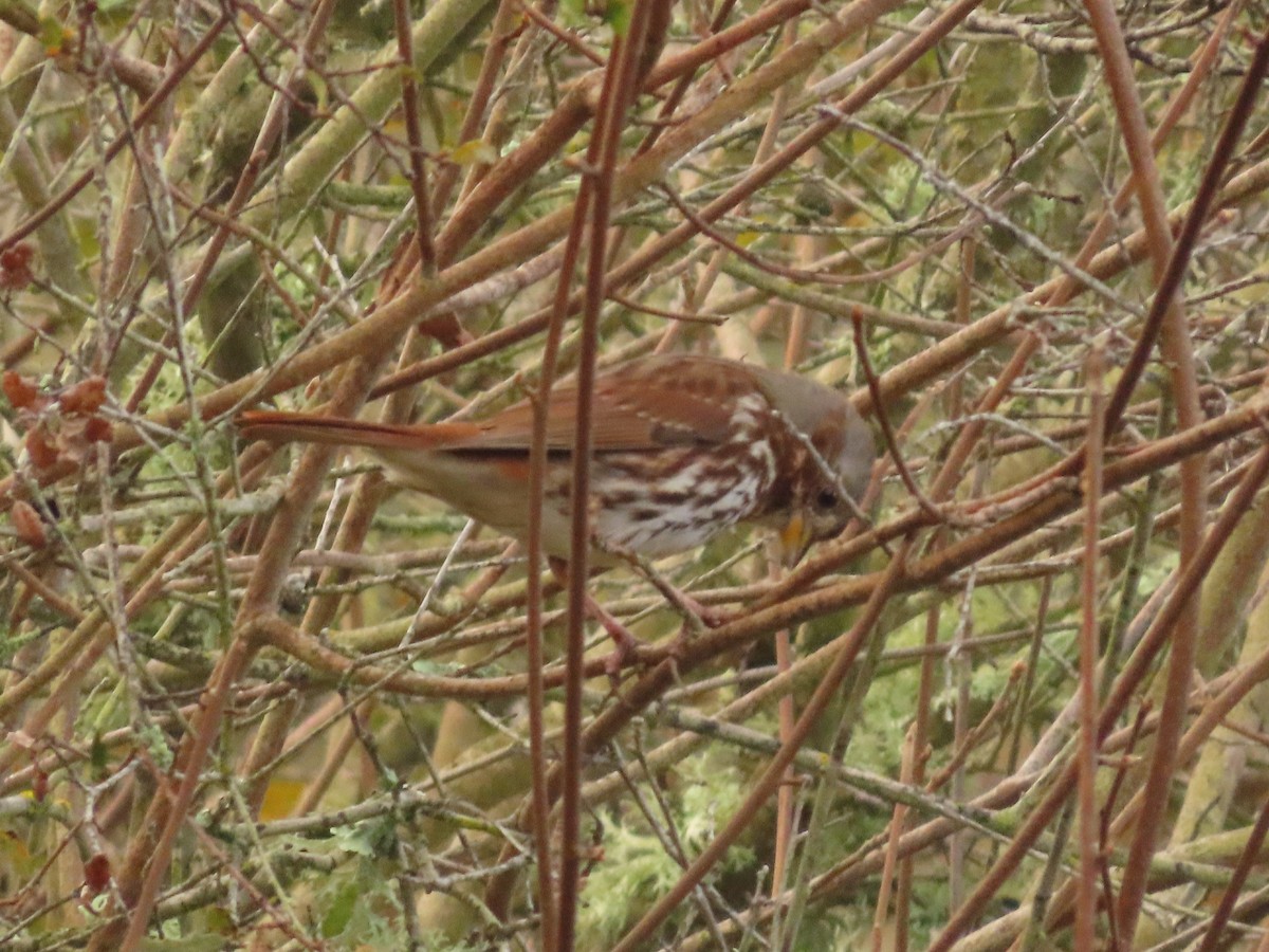 Fox Sparrow (Red) - ML615222754