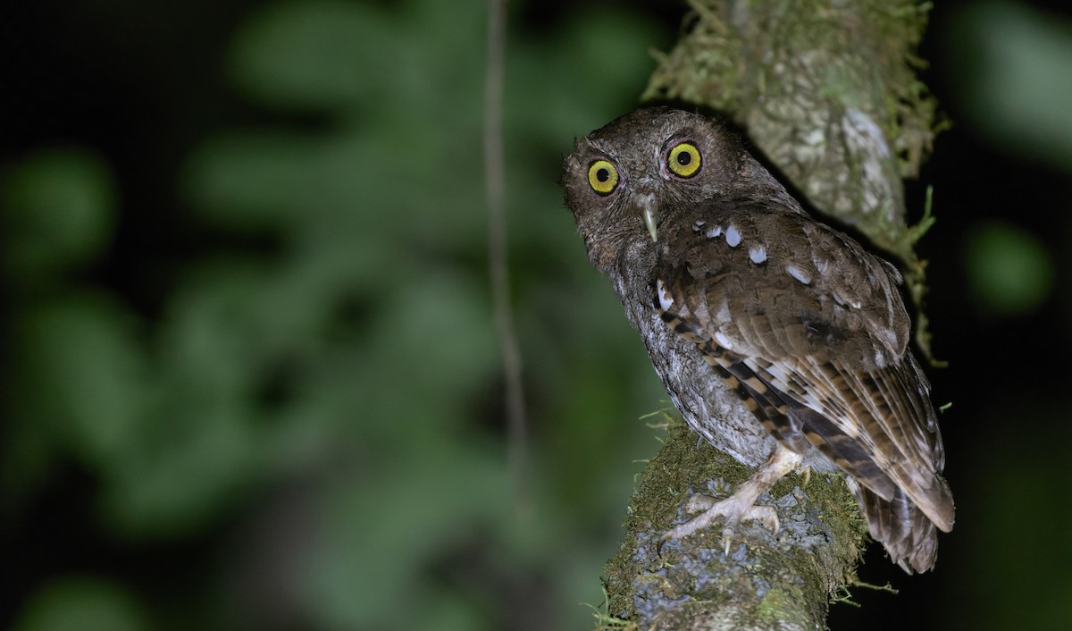 Puntarenas Screech-Owl (undescribed form) - Luke Seitz
