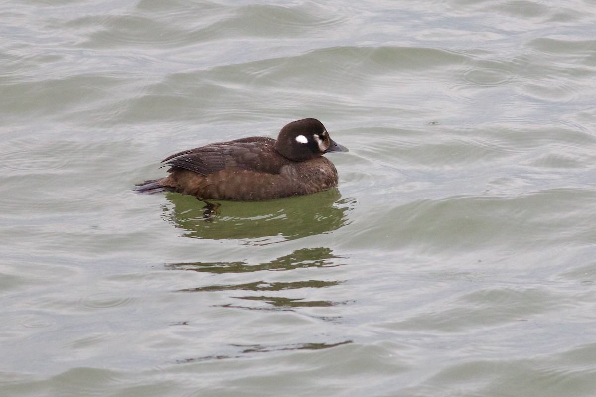 Harlequin Duck - ML615222816