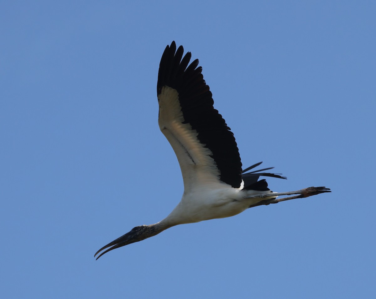 Wood Stork - ML615222865