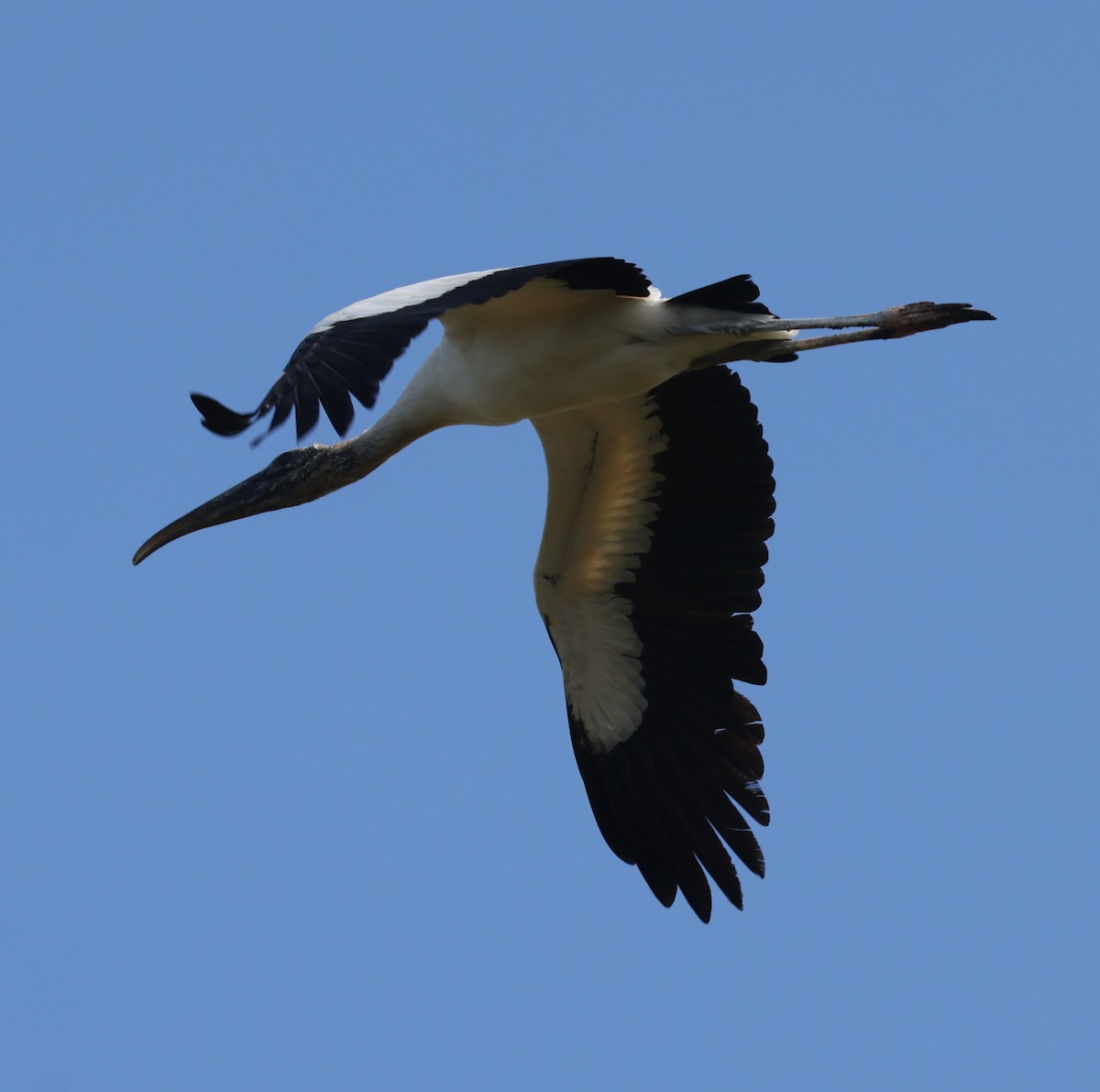 Wood Stork - ML615222866