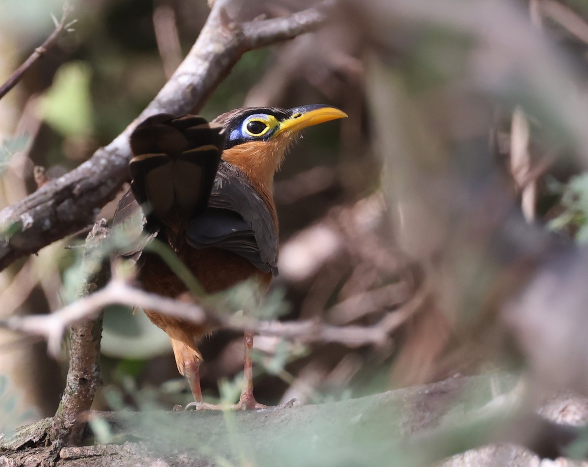 Lesser Ground-Cuckoo - Jim Stasz