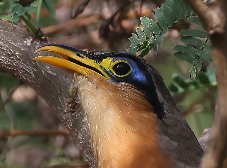 Lesser Ground-Cuckoo - Jim Stasz