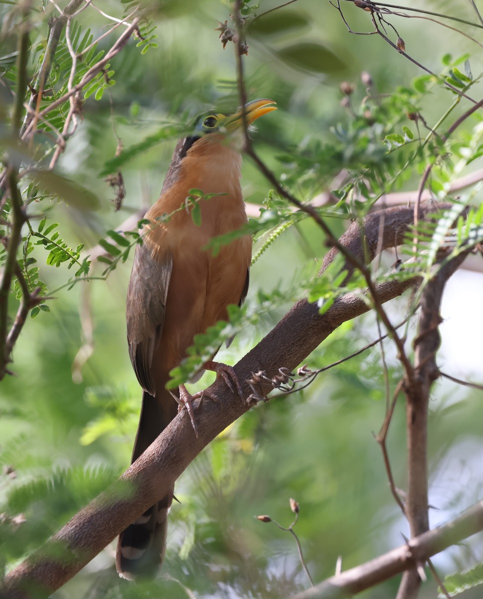 Lesser Ground-Cuckoo - ML615222958