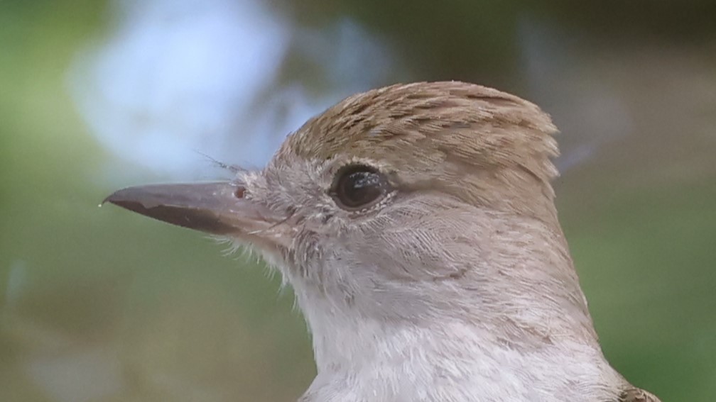 Brown-crested Flycatcher - Jim Stasz