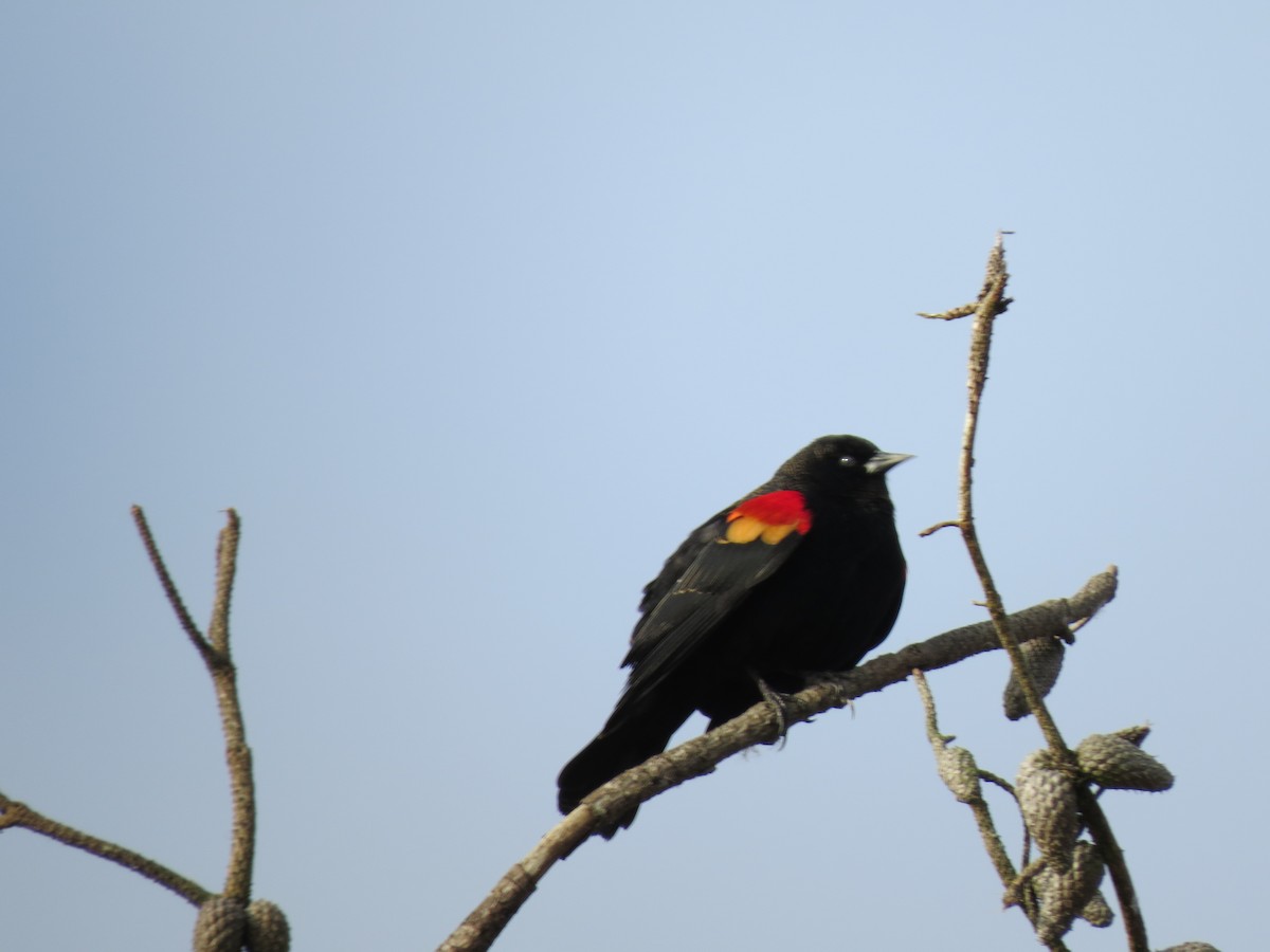 Red-winged Blackbird - Don Holcomb