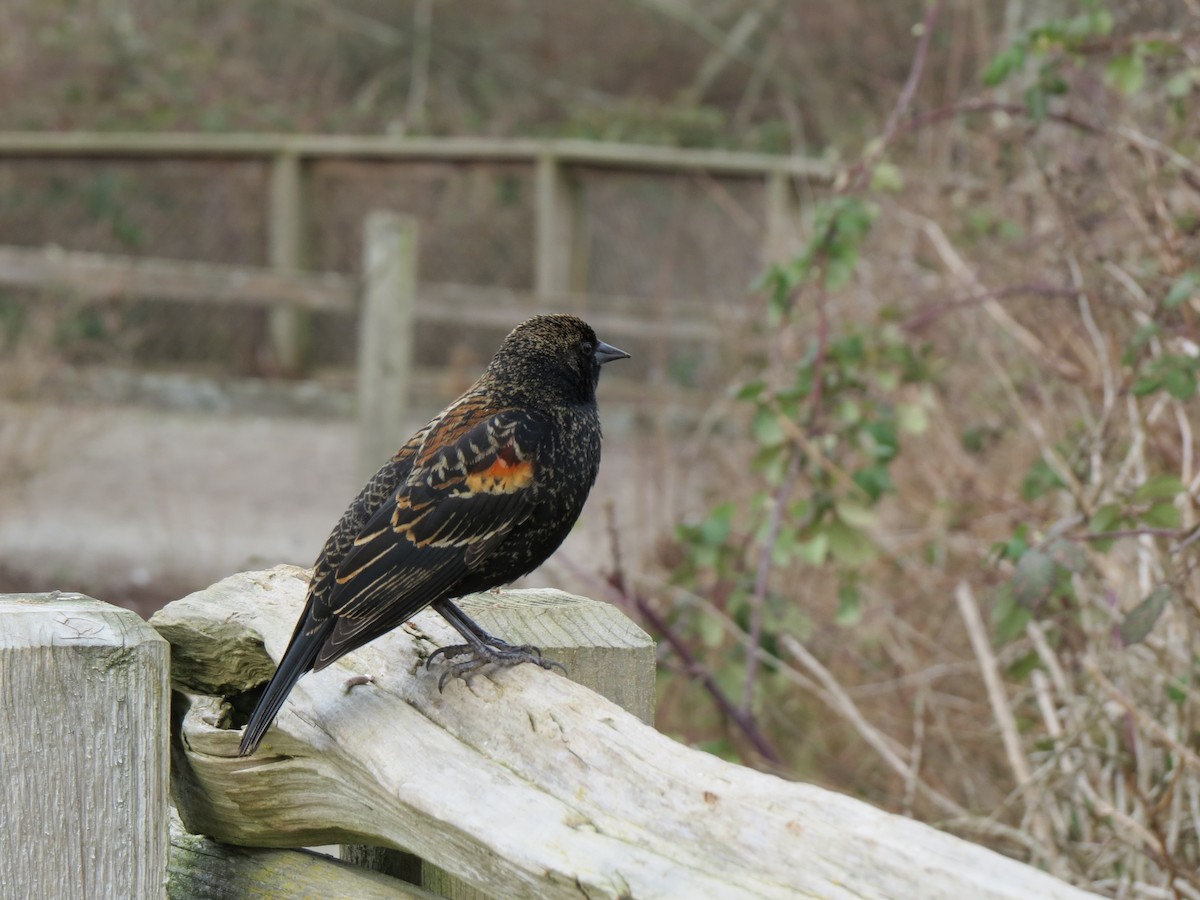 Red-winged Blackbird - Don Holcomb