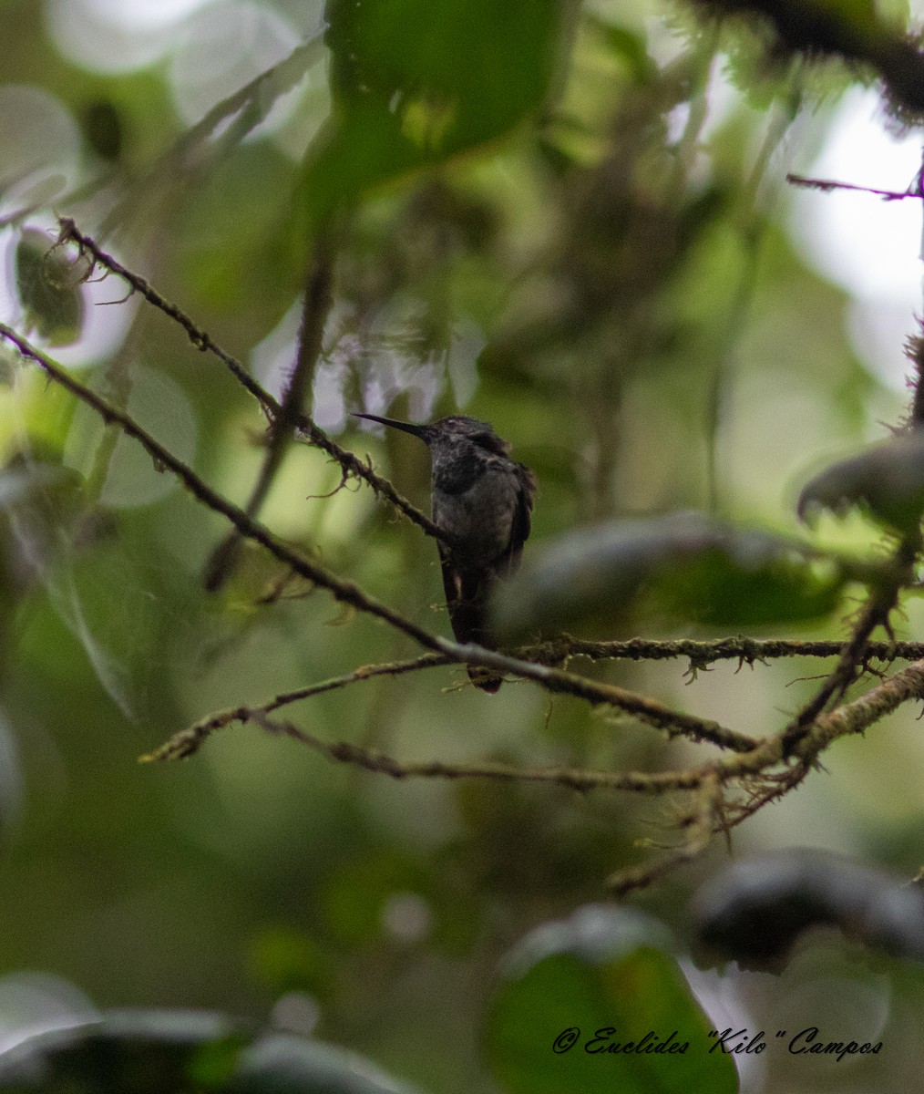 Violet-capped Hummingbird - ML615223069