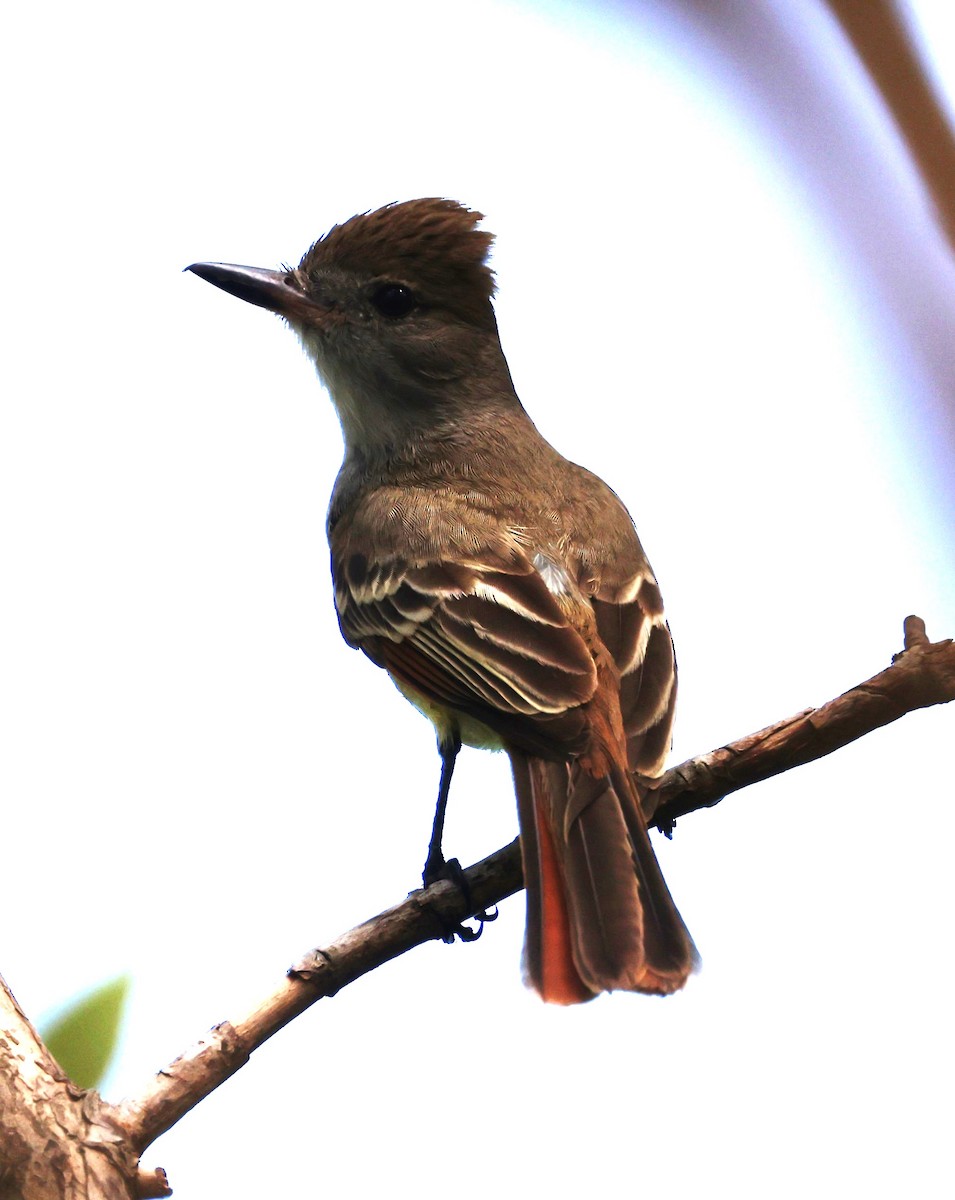 Brown-crested Flycatcher - Jim Stasz