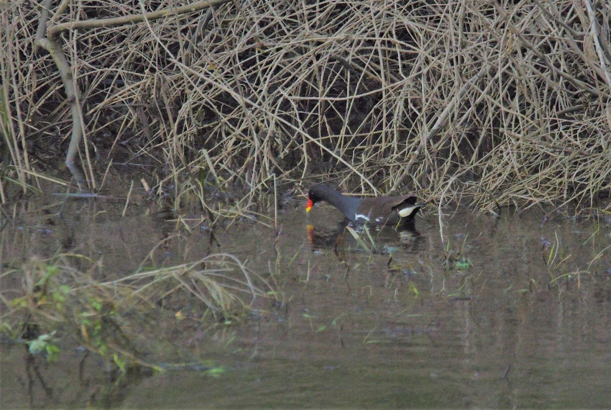 Eurasian Moorhen - ML615223134