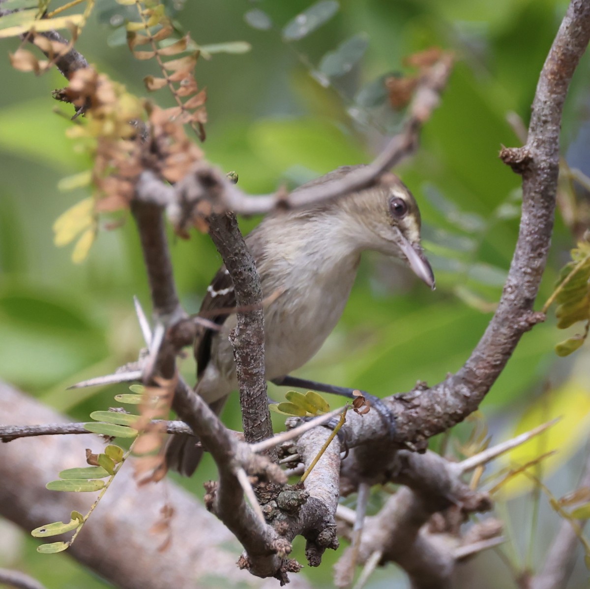 Mangrovevireo (pallens) - ML615223138